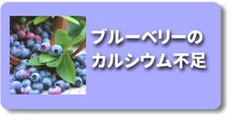 尻ぐされ　ブルーベリー.jpg