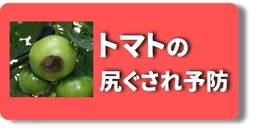 尻ぐされ　トマト.jpg