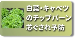 尻ぐされ　白菜・レタス.jpg
