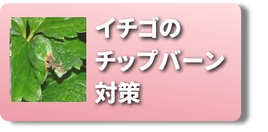 尻ぐされ　イチゴ.jpg
