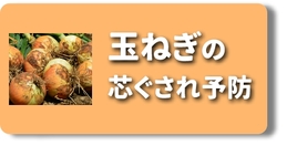 尻ぐされ　玉ねぎ.jpg