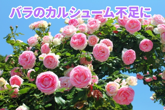 バラのカルシウム不足１.jpg