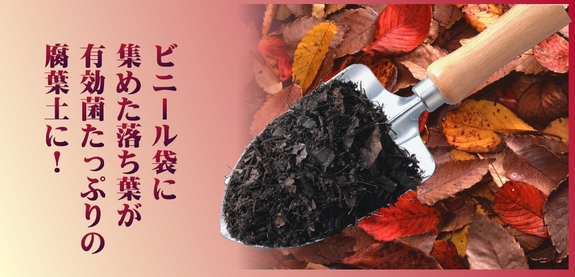 落ち葉が腐葉土に.jpg