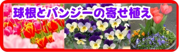 球根とパンジーの寄せ植え.jpg
