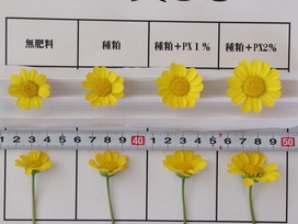 Bigな花が咲く肥料（仮名）.jpg