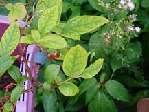 DSC_0145.jpg