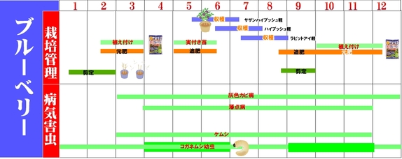 ブルーベリー栽培管理.jpg