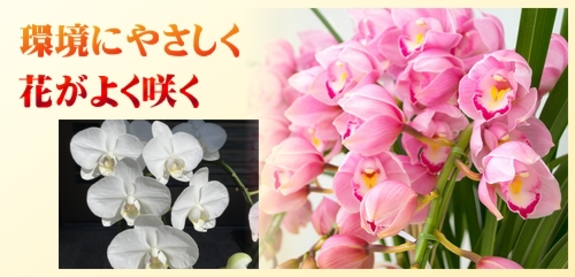 洋らん４.jpg