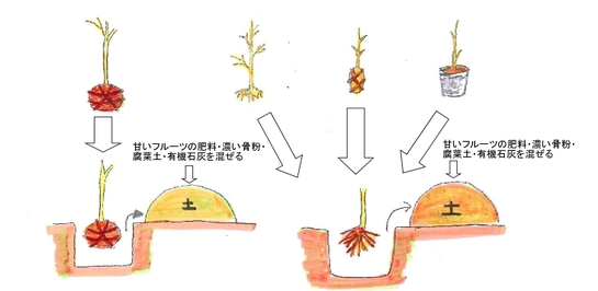 苗木の植え付け.jpg 苗木の植え付け.jpg