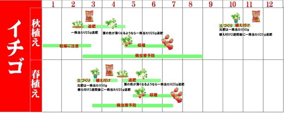 イチゴカレンダー.jpg