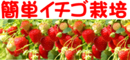 イチゴ栽培タイトル.png