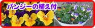 パンジーの植え付け.jpg