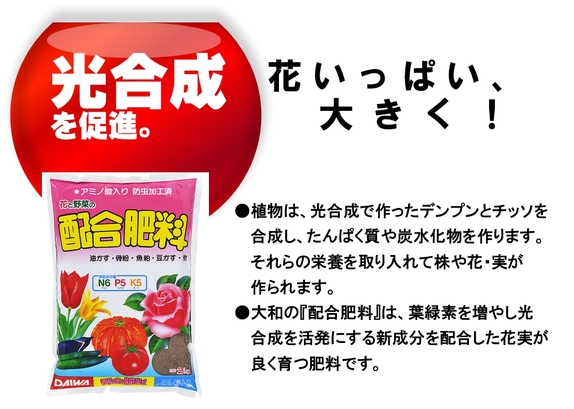 配合肥料　光合成.jpg