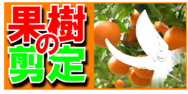 果樹の剪定.png