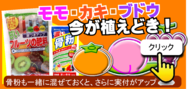 モモカキブドウの植え付け２.png