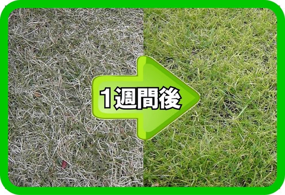 芝生の肥料一週間後　B6x4.jpg