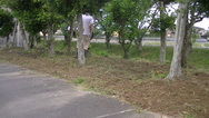 芝　草取り.JPG
