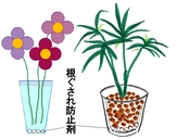 花瓶・ハイドロ.jpg