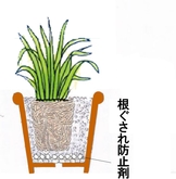 洋ラン.jpg