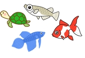 金魚　メダカ.jpg
