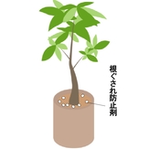 観葉植物.jpg