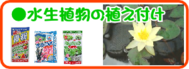 ６月の園芸作業 水生植物の植え付け.png