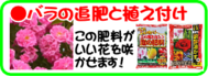 ６月の園芸作業　バラの植え付け追肥.png