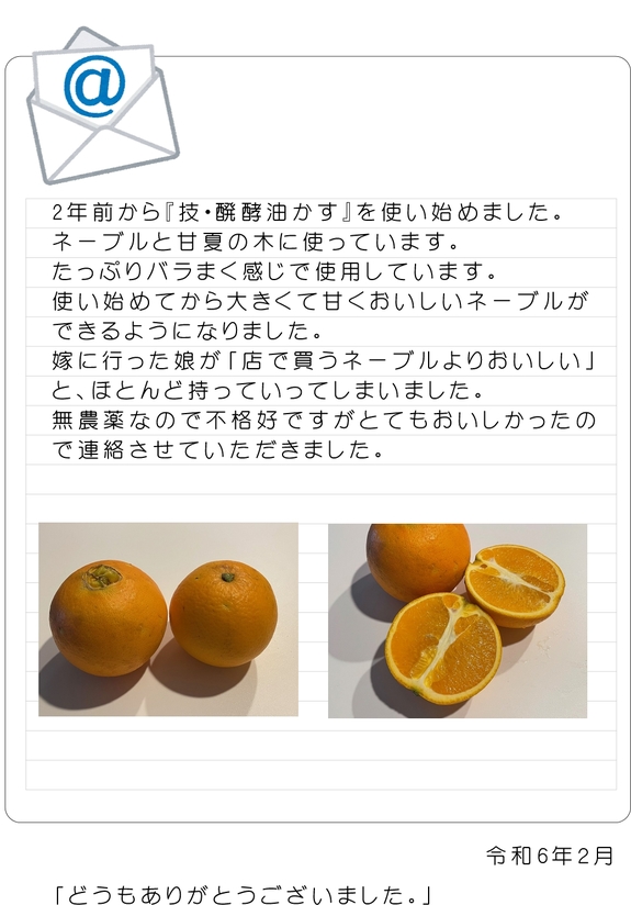 ネーブル.jpg