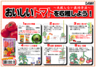 トマトの育て方