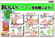 ピーマンの育て方