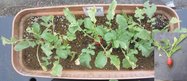 有機100野菜の肥料_2.jpg