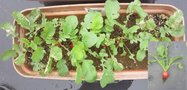 有機100野菜の肥料_1.jpg