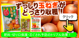 ずっしり玉ねぎがどっさり収穫　.png