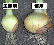 玉ねぎネギの肥料　比較画像.JPG