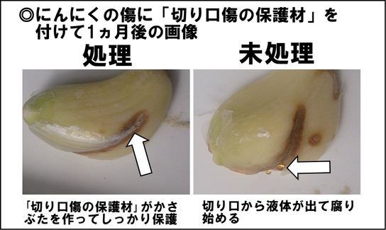 切り口傷の保護材 にんにく.jpg 切り口傷の保護材 にんにく.jpg