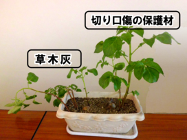 じゃがいも切り口傷の保護材と草木灰の栽培試験.png