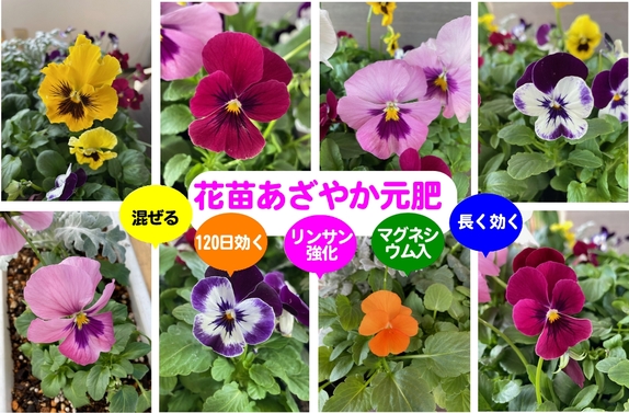 花苗あざやか元肥 aa.jpg 花苗あざやか元肥 aa.jpg