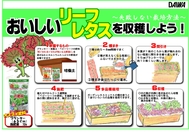 リーフレタスの育て方