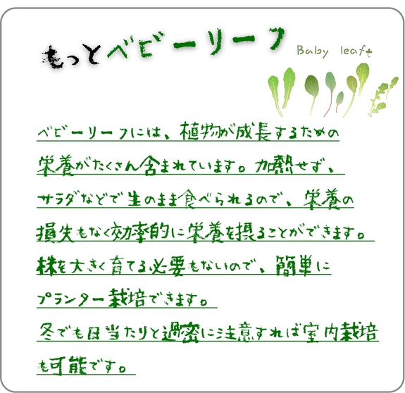 もっとベビーリーフ.jpg