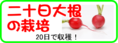 二十日大根の栽培.png