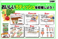 ラディッシュの育て方