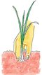 玉ねぎ33.jpg