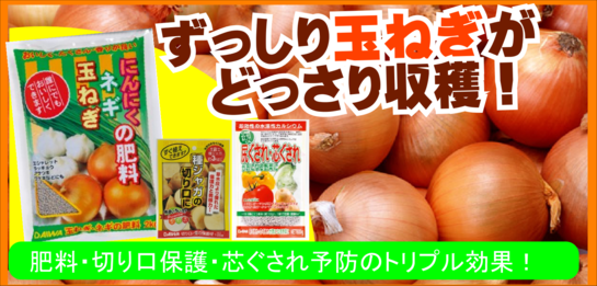 ずっしり玉ねぎがどっさり収穫３.png