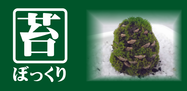 苔ぼっくり.png