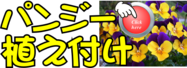 植え付け パンジー.png