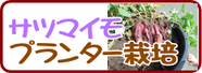 植え付け　サツマイモプランター.png