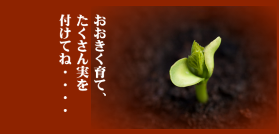 植え付け1.png