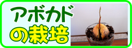 アボカドの栽培.png