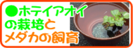 ホテイアオイの栽培とメダカの飼育.png