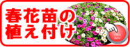 春花苗の植え付け.png